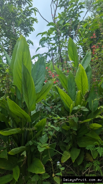 West Indian Arrowroot growth habit