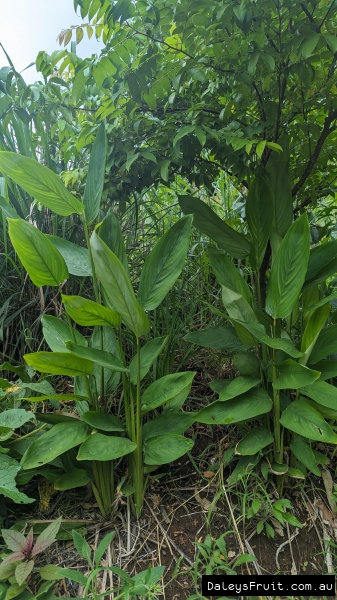 West Indian Arrowroot growth habit