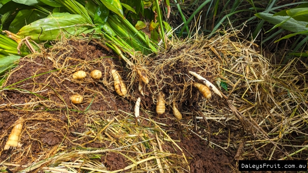 Shows the West Indian Arrowroot being harvested from rich organic soil