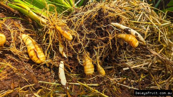 Shows the West Indian Arrowroot being harvested from rich organic soil