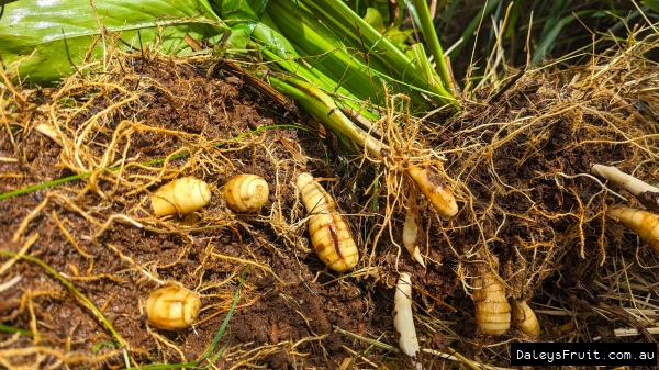Shows the West Indian Arrowroot being harvested from rich organic soil