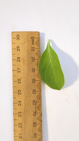 Leaf of the Ashwagandha