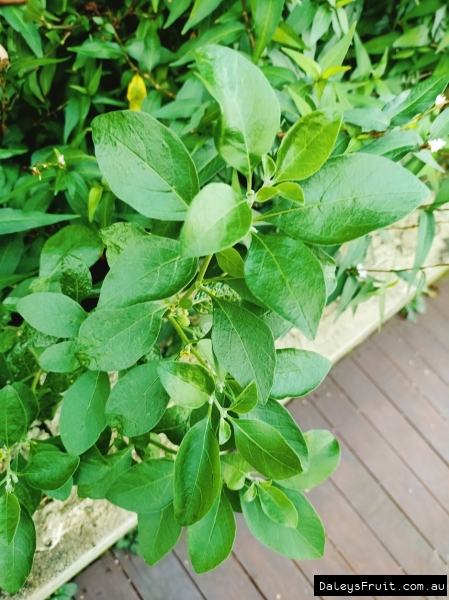 Lush foliage on flowering Ashwaganda plant