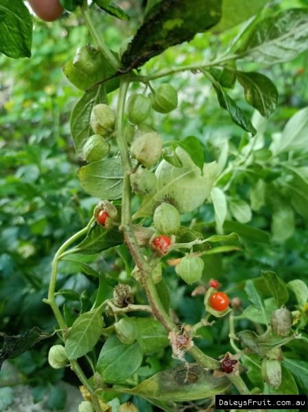 Ripening Ashwaganda berries under leaves