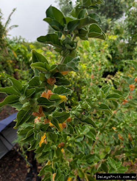 Ashwaganha in South Australia showing vigorous fruiting habit