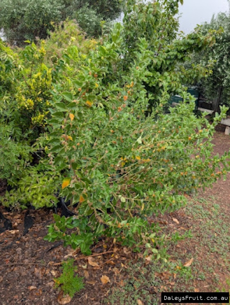 Ashwaganha in South Australia showing vigorous fruiting habit