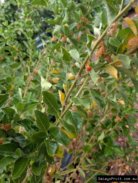 Ashwaganha in South Australia showing vigorous fruiting habit