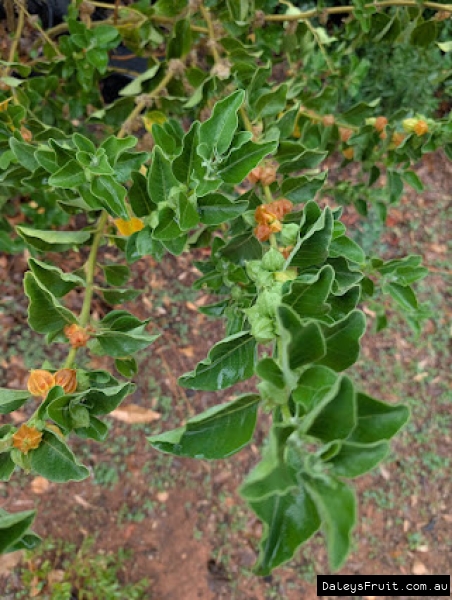 Ashwaganha in South Australia showing vigorous fruiting habit