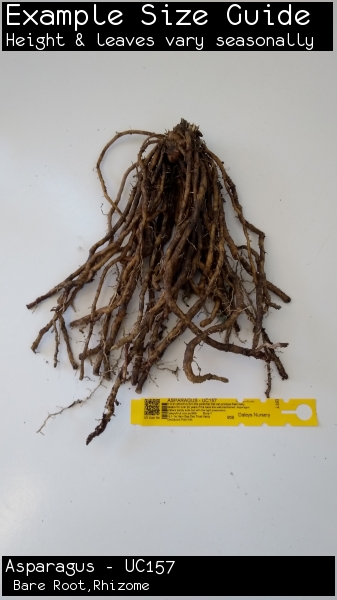 Asparagus - UC157 For Sale (Small)