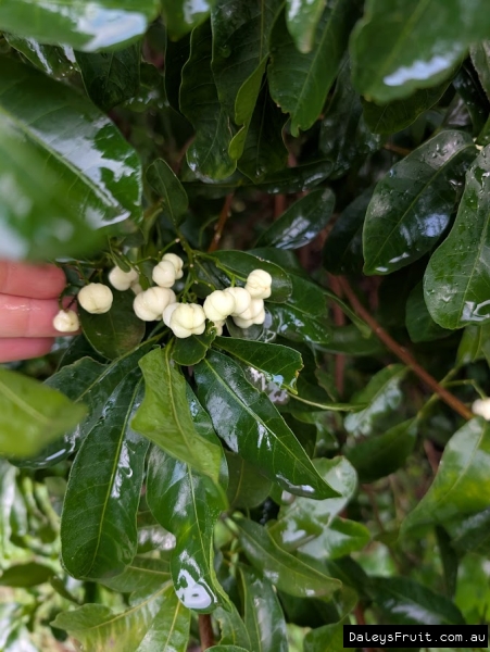 Lemon Aspen developing amidst leavesin Adelaide Botanic Gardens