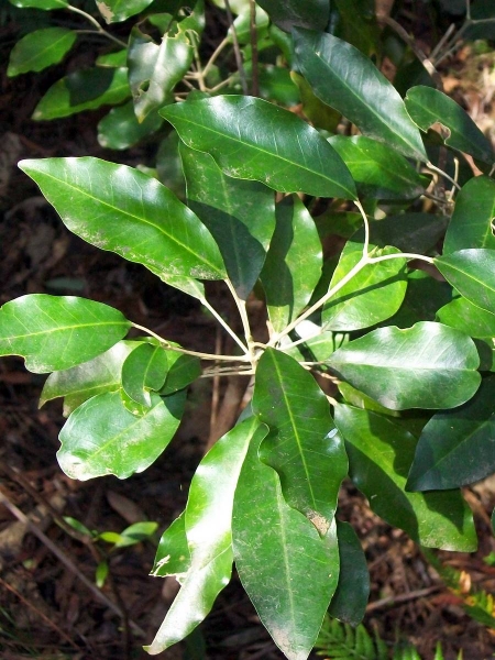 Silver Aspen Plant