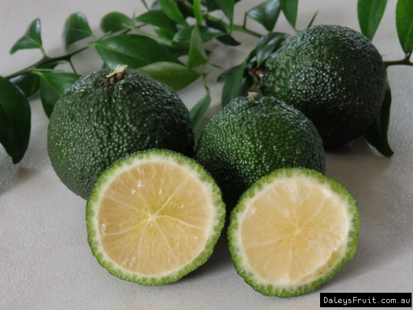 Australian Round Lime fruits