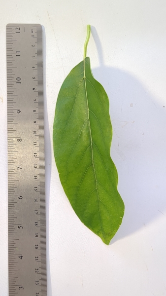Leaf of the Avocado - Choquette (A)