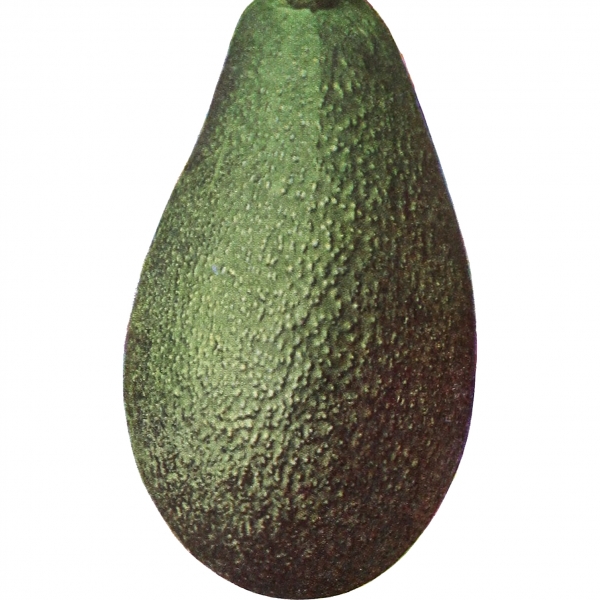 Edranol Avocado Image from page 96 of Armstrong Nurseries (1952)