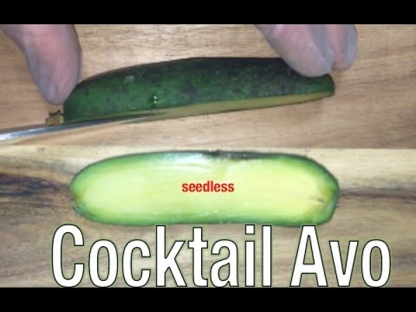 Seedless Cocktail Avocado Fruit Tree