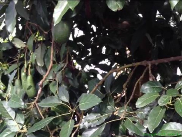 Grafted Tree bears quicker But Remember to mound it up to stop wet feet