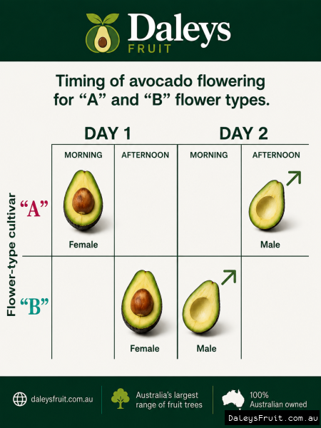 Avocado flowering guide for pollination timing