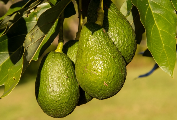 Hass Avocado Fruit Developing on Fruit Tree