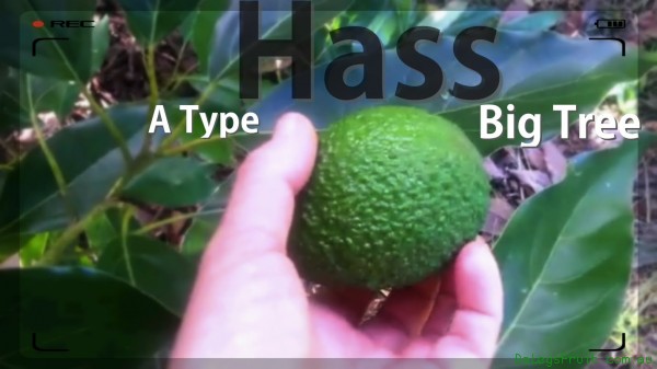 The Larger Avocado Tree with well known flavour