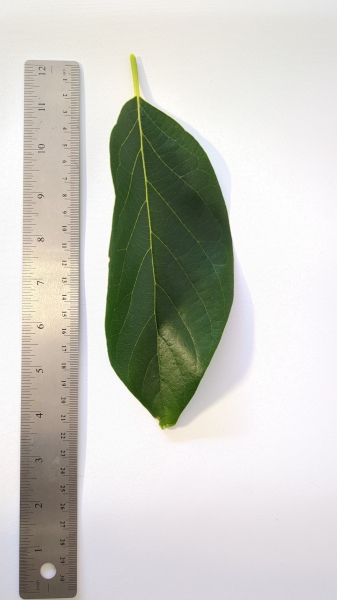 Leaf of the Avocado - Linda (B)