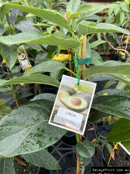 Linda Avocado tree at Daleys Nursery