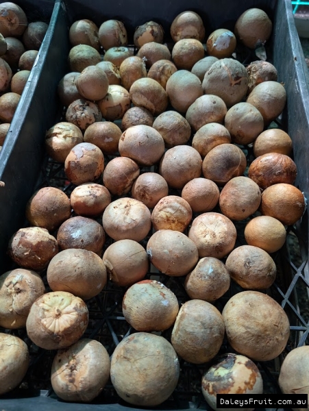 Reed seeds ready for planting