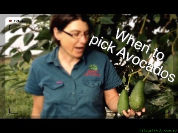 When to Pick Avocados
