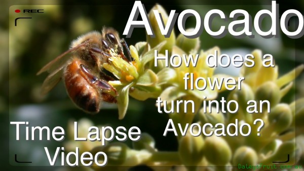 How Pollination of A type B type Avocados works