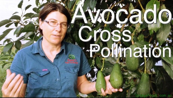 Avocado Cross Pollination