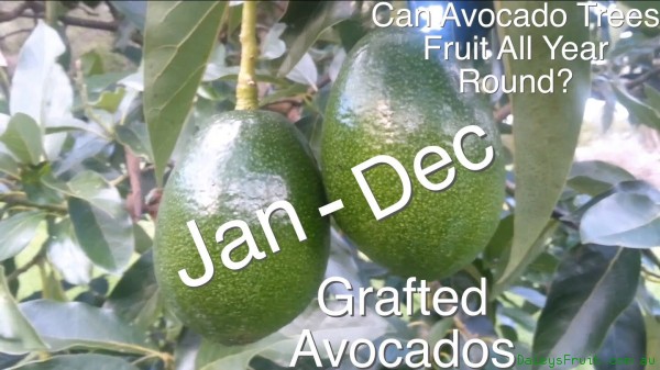 Can Avocado Trees Fruit All Year Round