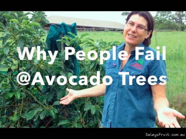 Why People Fail at Growing Avocado Trees