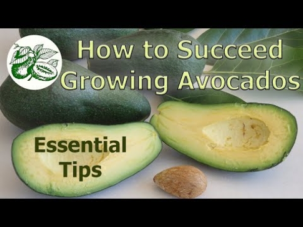 Essential Tips How to Grow Avocados