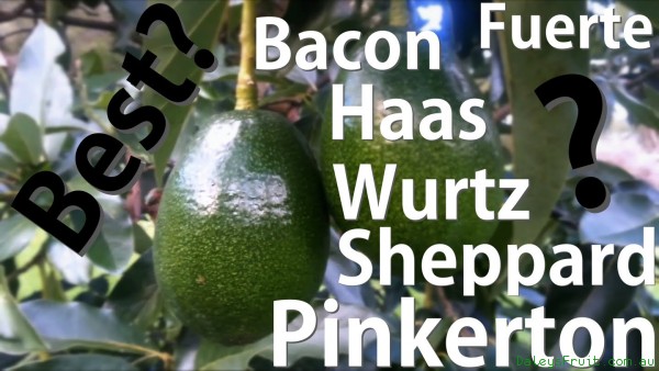 Compares Each of the Different Varieties of Avocado Trees