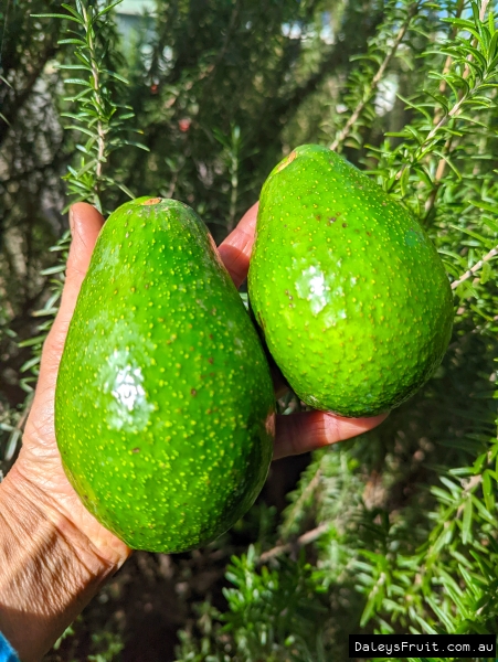 Extremely Large Zutano Avocados in the hand to show size