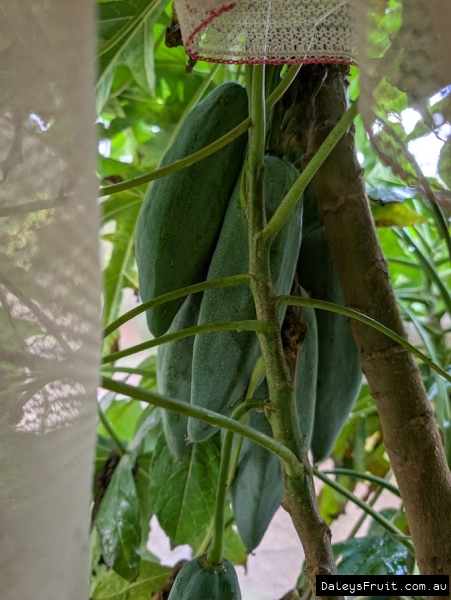 Babaco Ripening on tree in Adelaide Botanic Gardens