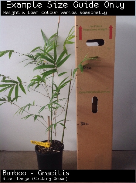 Bamboo - Gracilis For Sale (Size: Large) (Cutting Grown)