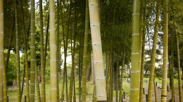 Bamboo by Hikosaemon