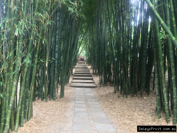 Bamboo Oldhami Crystal Castle