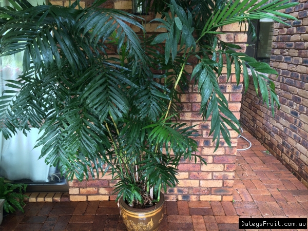 Beautiful long lived potted Palm This one is 25 years old