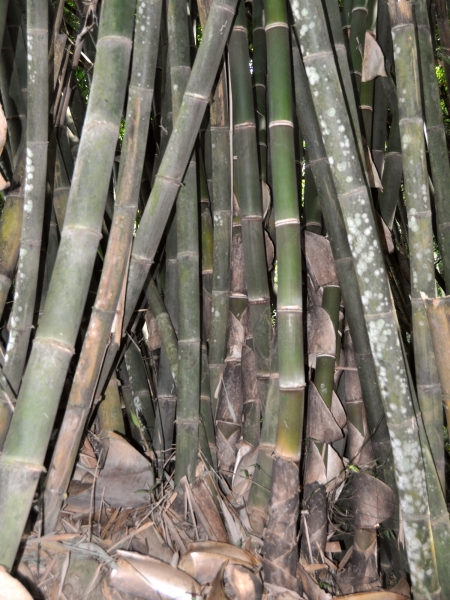 sweet bamboo Sweet bamboo (Gigantochloa atter); lower culms. From Magetan East Java  Indonesia