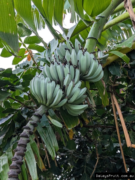Banana bunchin Adelaide Botanic Gardens (May not be exact variety)