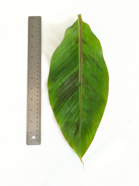 Leaf of the Banana - Horn Plantain