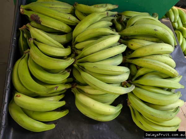 Horn Plantain fruit at market showing long green growth form