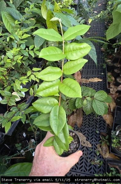 Young Banana Pitanga plant in a small pot