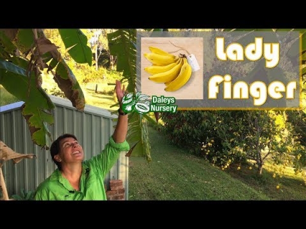 Growing Banana Fruit Plants in Australia