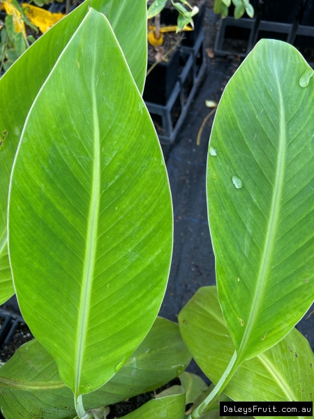 The young leaves of Banana Tonga.