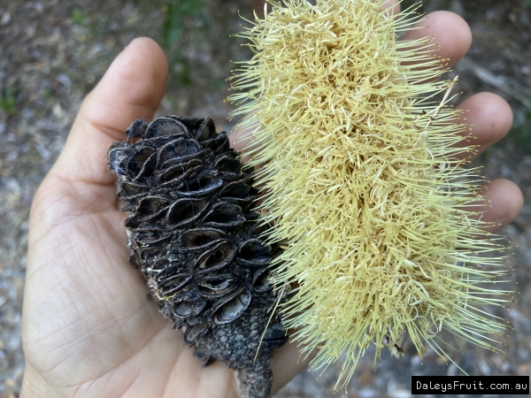 Shows the seed pot cones and the flower of the coastal banksia tree