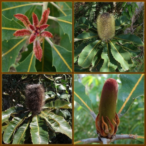 banksia robur