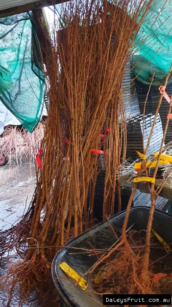 Bare Root Fruit Trees arriving at Daleys Nursery