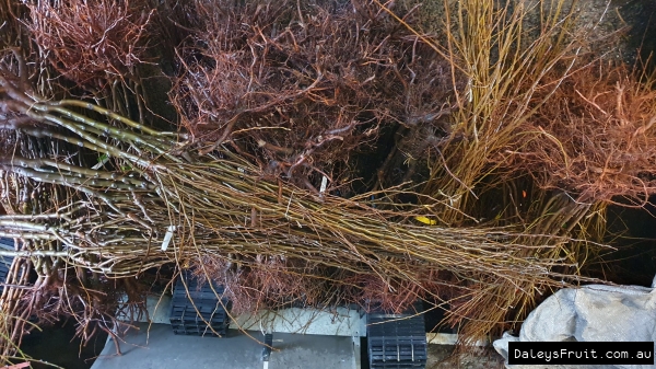 Bare Root Fruit Trees